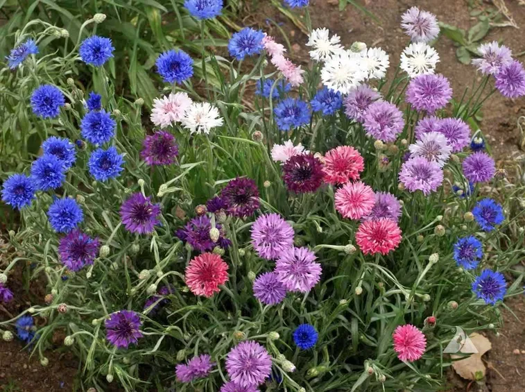 Varietà di fiori di fiordaliso