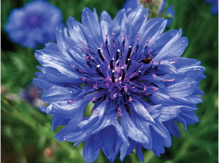 Fiore sano di fiordaliso