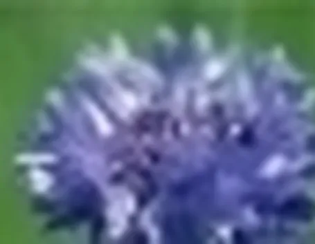 centaurea cyanus