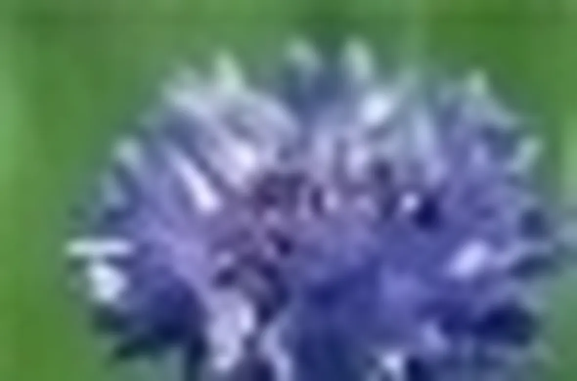 centaurea cyanus