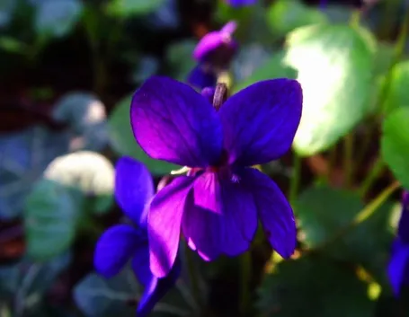 Tipi di viole: viola mammola