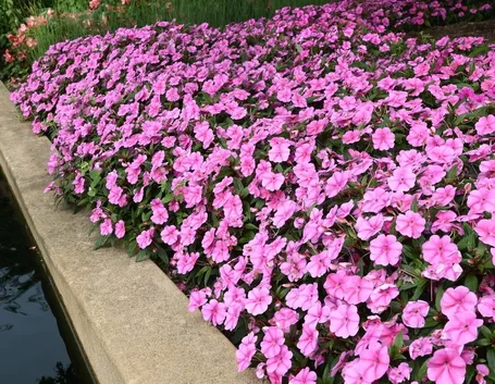Pianta fiori di vetro