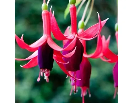 Una pianta di fucsia in un vaso