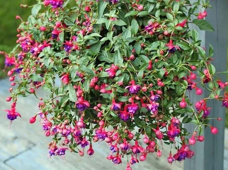 Un esempio di pianta di fucsia