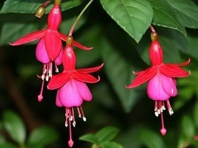 Un esempio di fiore di fucsia