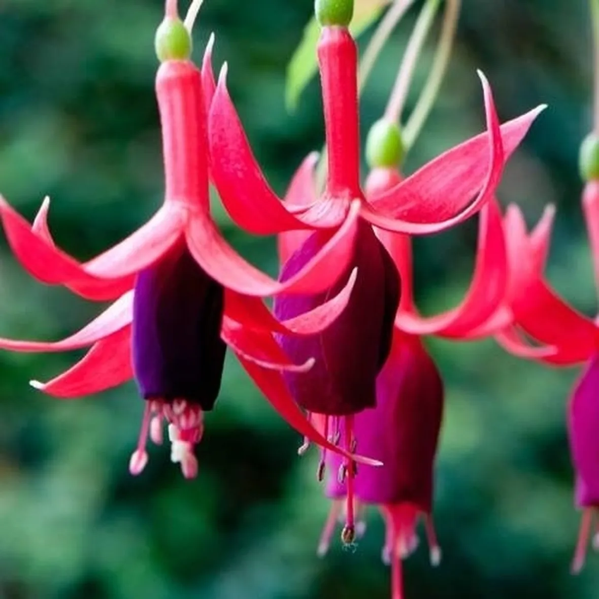 Una pianta di fucsia in un vaso