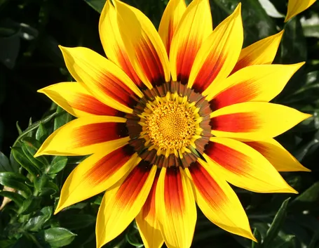 gazania