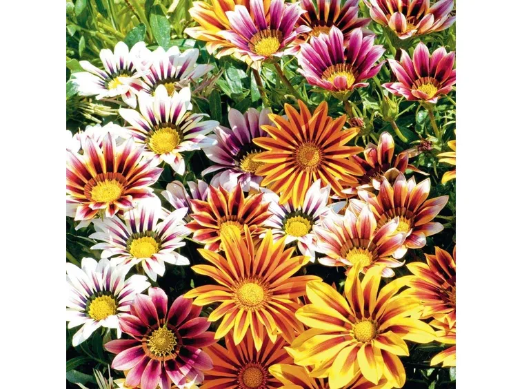 bellissime gazanie fiorite