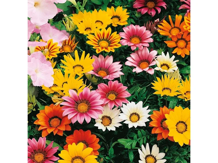 fiori di gazania