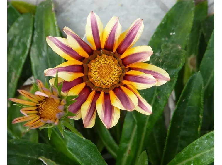 gazania fiorita