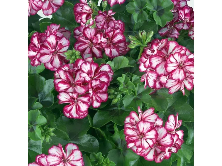 gerani edera bicolore