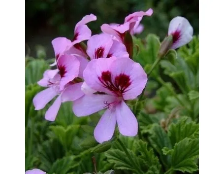 pelargonium orange fizz