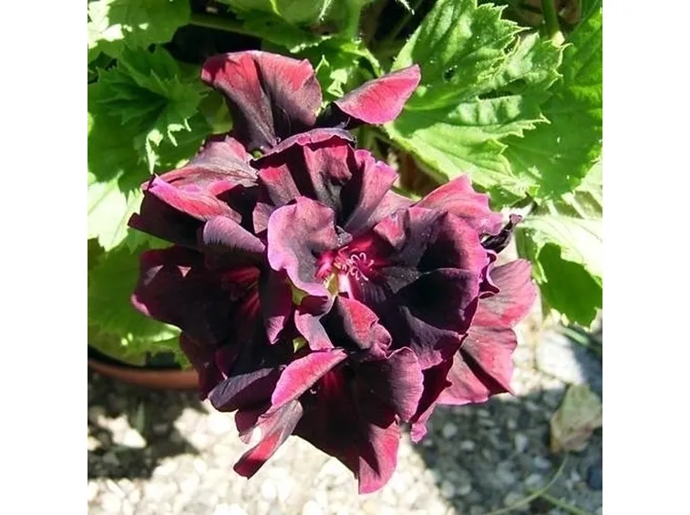 pelargonium dark lady