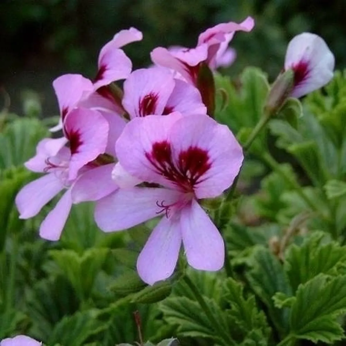 pelargonium orange fizz