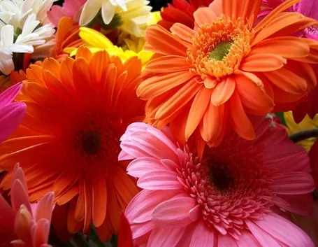 gerbera