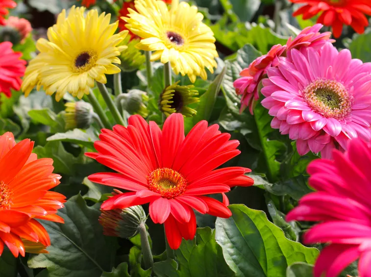 gerbera 2