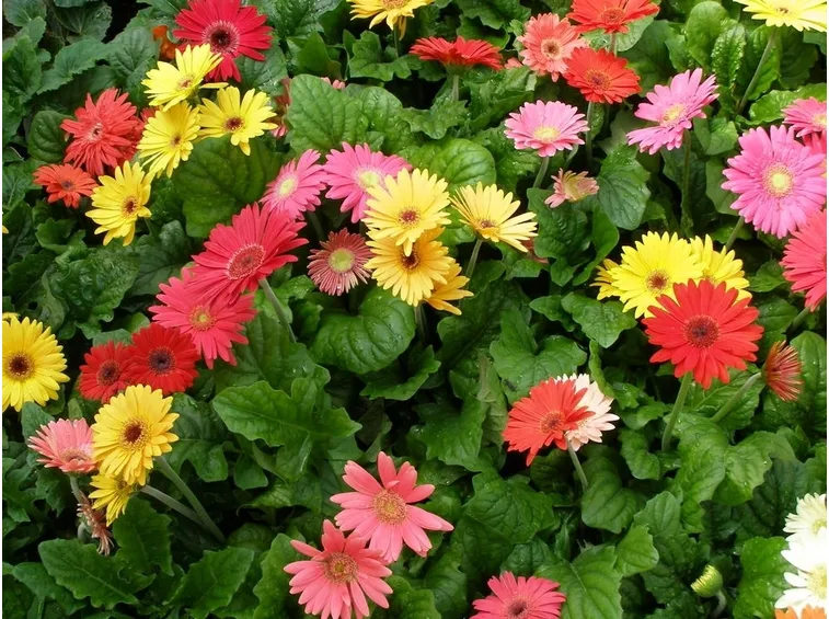 gerbera 3