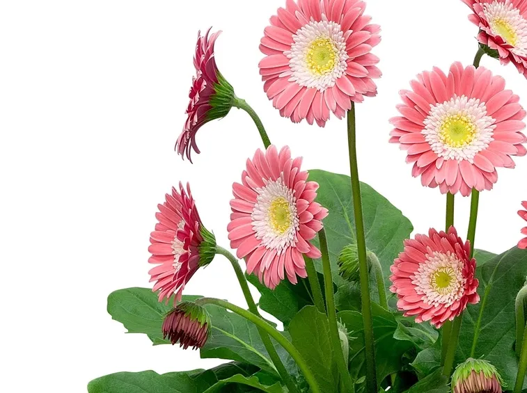 gerbera rosa