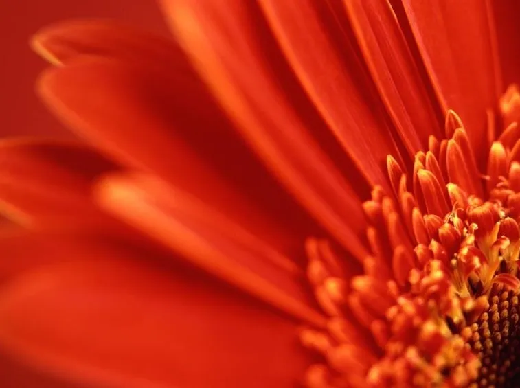 gerbera particolare fiore