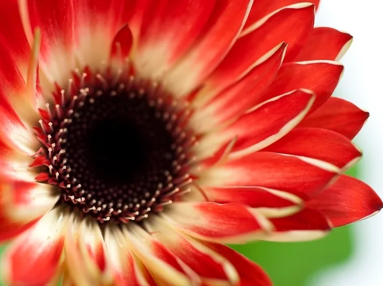 gerbera bicolore