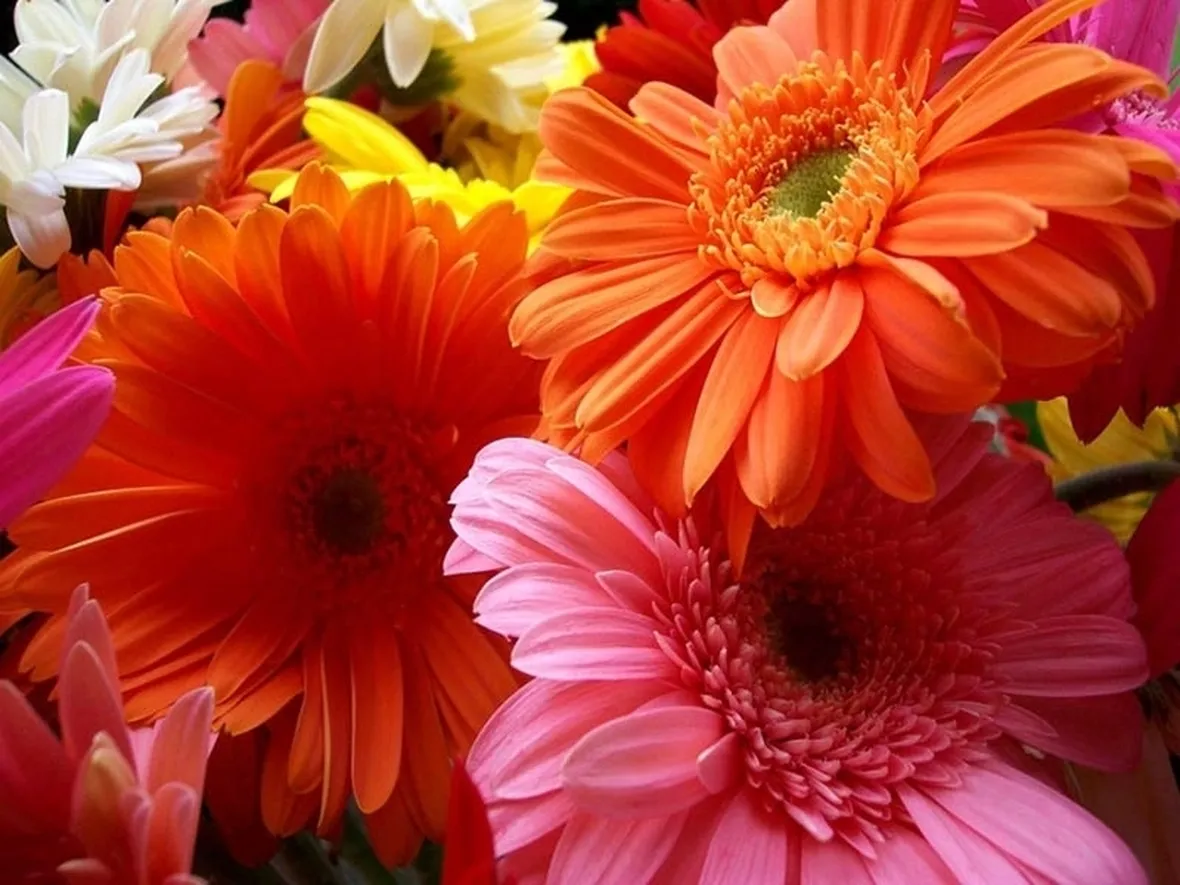 gerbera