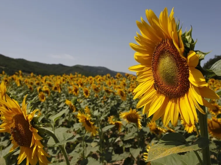 girasole