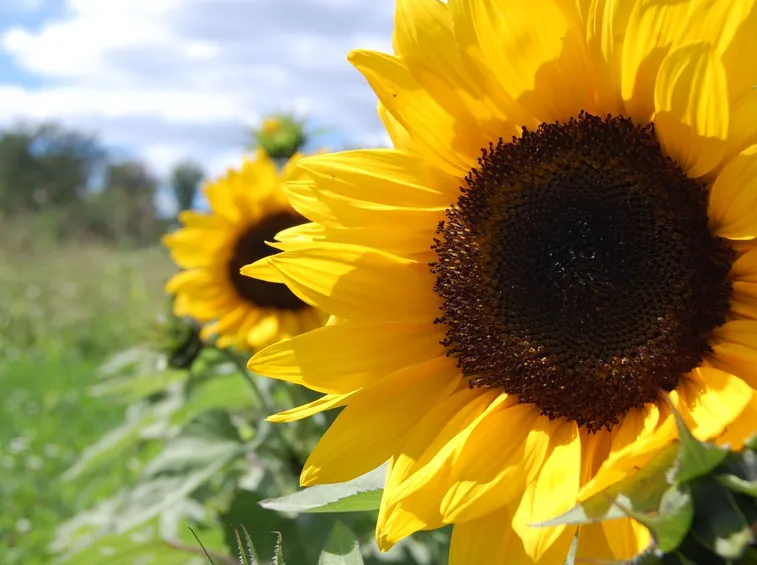 coltivazione girasole