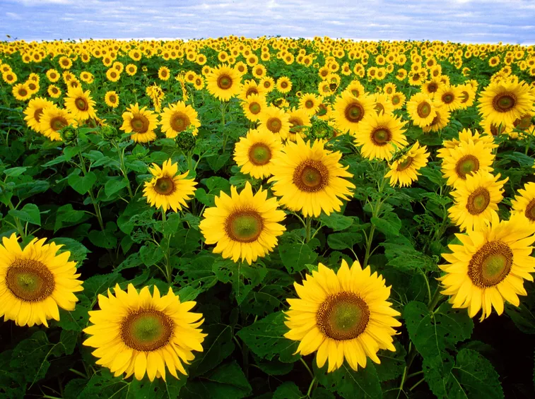 campo girasole