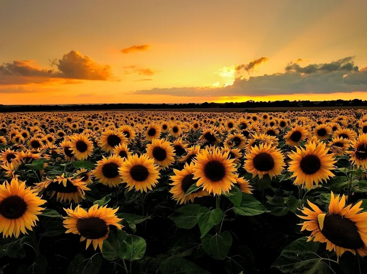 campo di girasoli