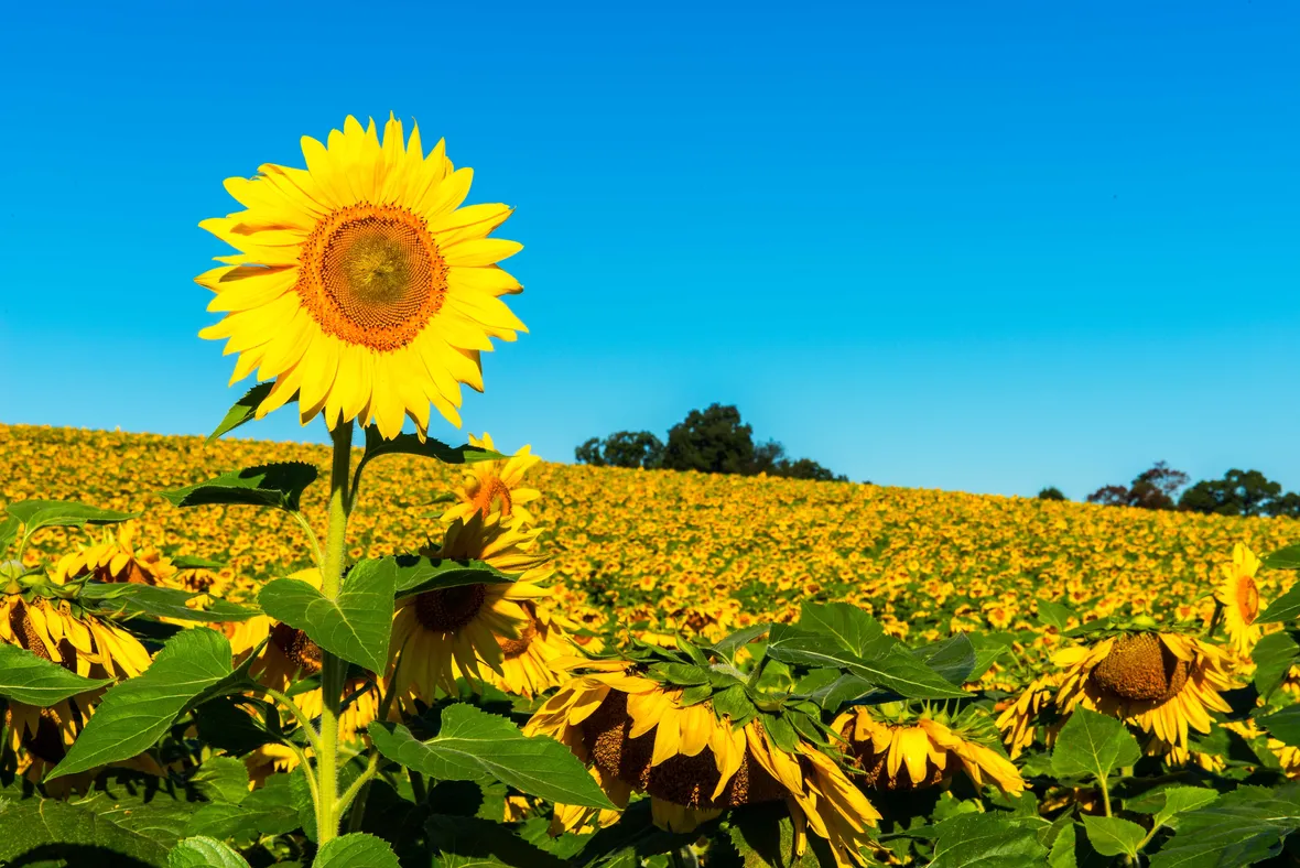 girasole