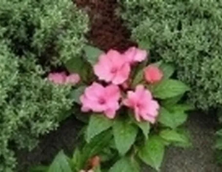 impatiens