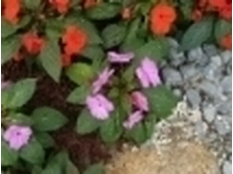 impatiens2 