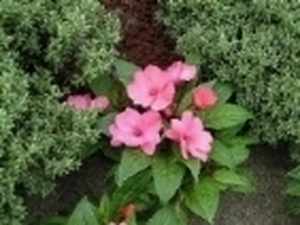 impatiens
