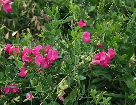 Cicerchia