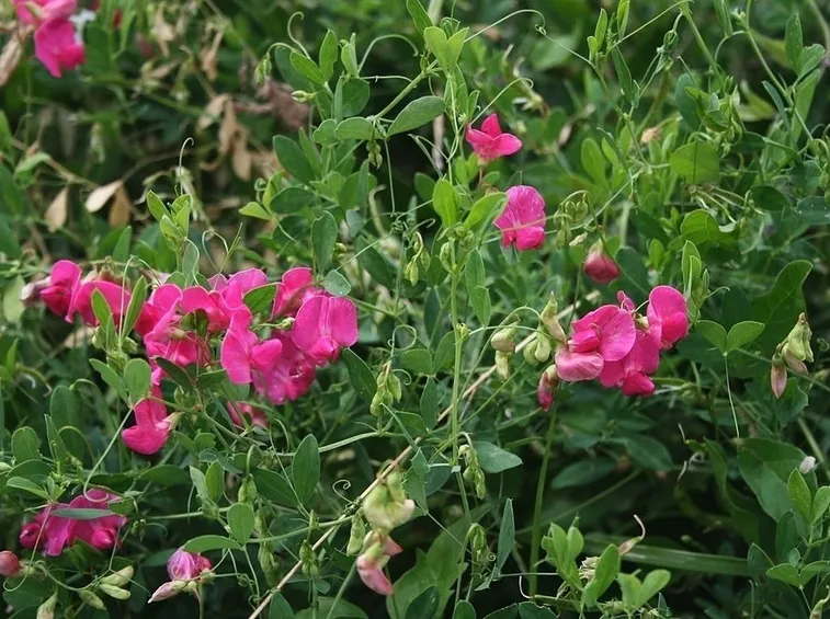 Cicerchia