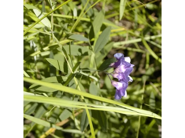 Foglie pianta annuale