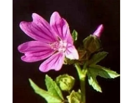 malva