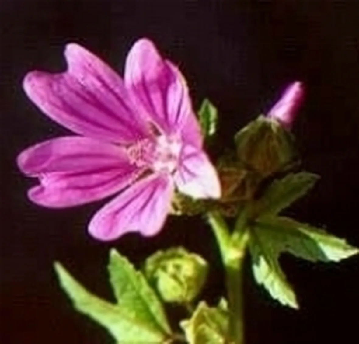 malva