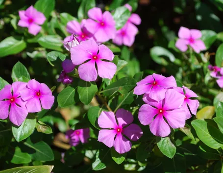 Fiori pervinca
