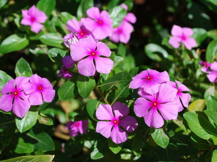 Fiori pervinca