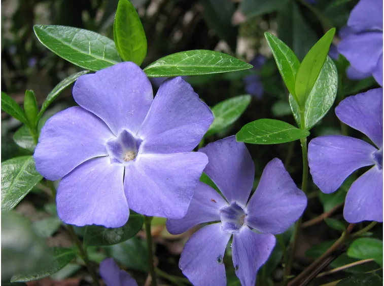 Fiore di pervinca major