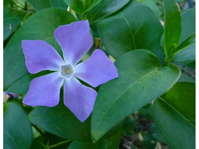 concimare pervinca
