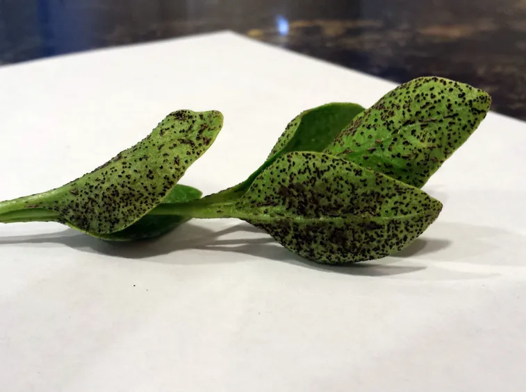 Foglie di pervinca con botrite