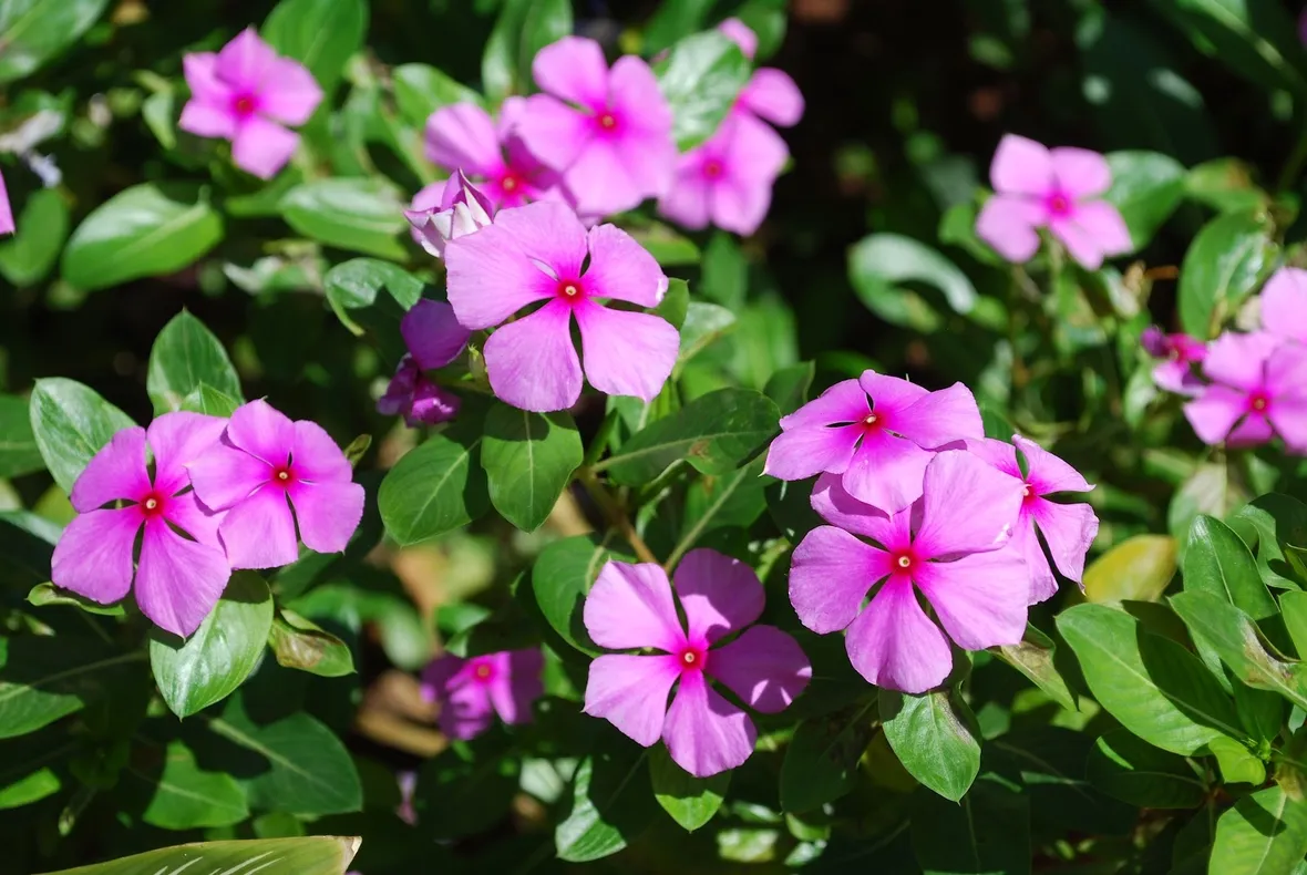 Fiori pervinca