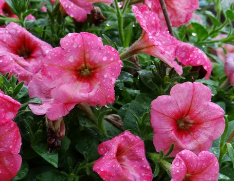 Petunia fioritura