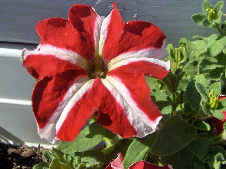 Germoglio petunia