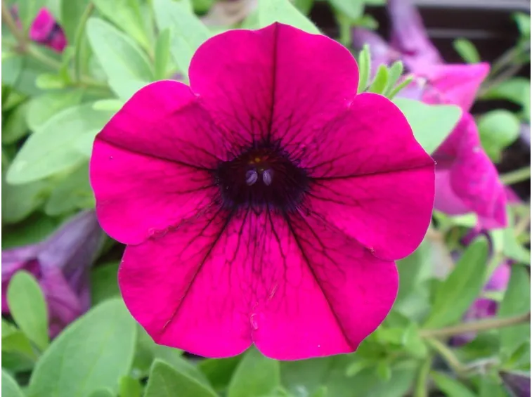 Fiore surfinia