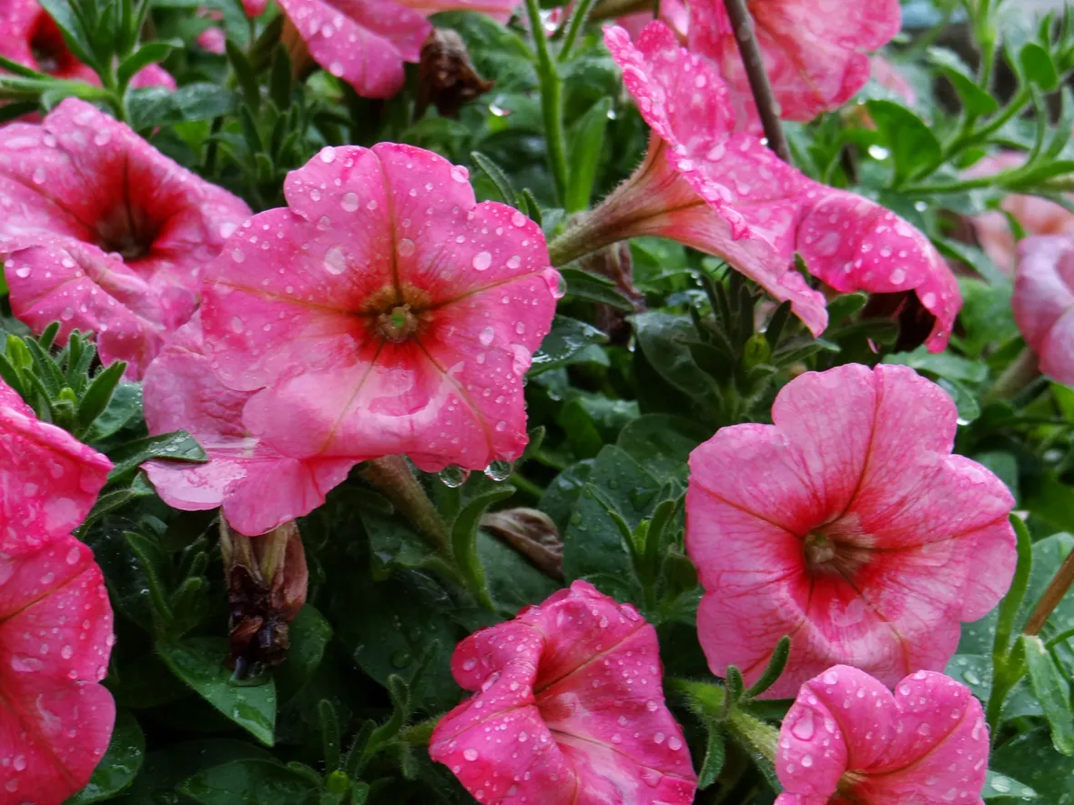 Petunia fioritura