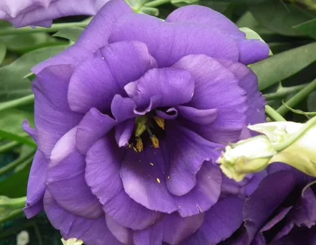 Particolare del fiore di lisianthus