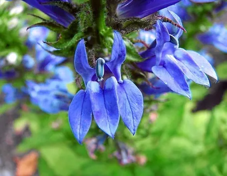 lobelia